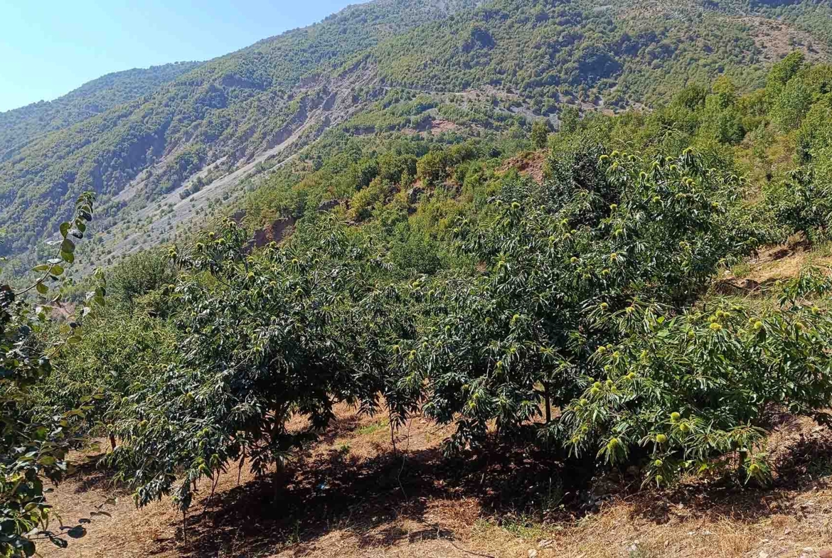 Πωλείται μονοκατοικία στην Παναγία Πολυνερίου Τρικάλων