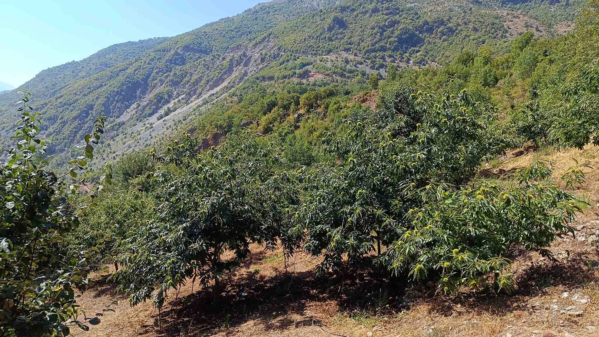 H160_04 Πωλείται μονοκατοικία στην Παναγία Πολυνερίου Τρικάλων