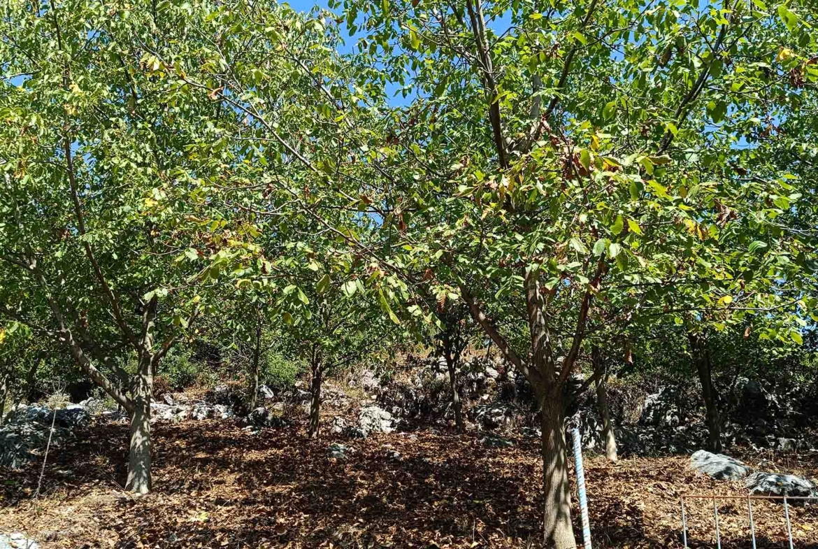 Πωλείται μονοκατοικία στην Παναγία Πολυνερίου Τρικάλων